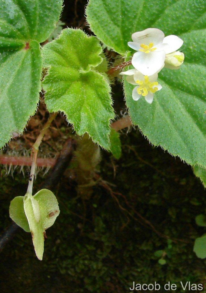 Begonia hirtella Link